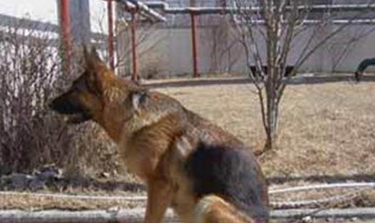 狗細小病和犬瘟治療用什么藥
