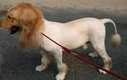 邊牧幼犬多少錢一只