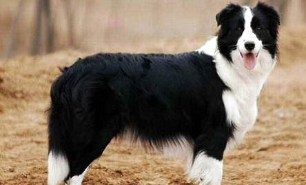 哪里有賣邊境牧羊犬的地方