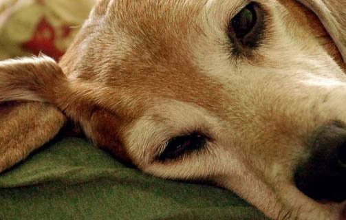 狗狗一到后半夜就吐