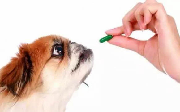 狗狗尋找主人的一部外國電影