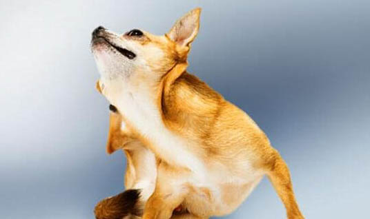 中型寵物犬有哪些品種