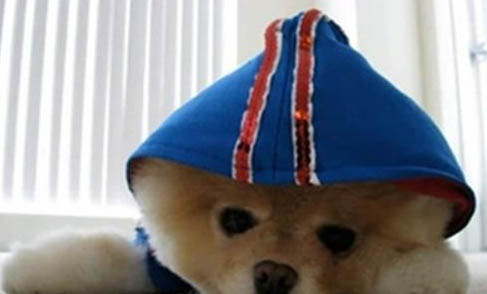 有哪些狗狗作為導盲犬
