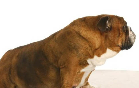 法國(guó)斗牛犬最便宜多少錢(qián)一只