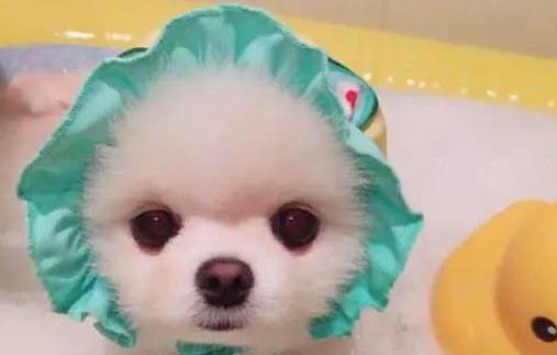 如何訓(xùn)練狗狗聽指揮
