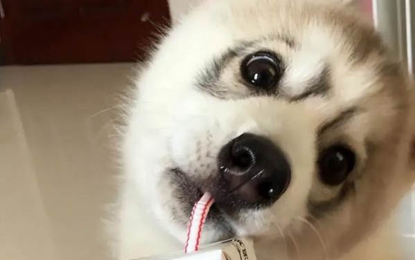 狗狗生完小狗為什么還撓地啊