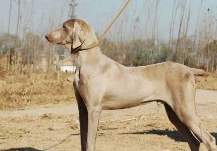 威瑪獵犬受傷怎么處理傷口