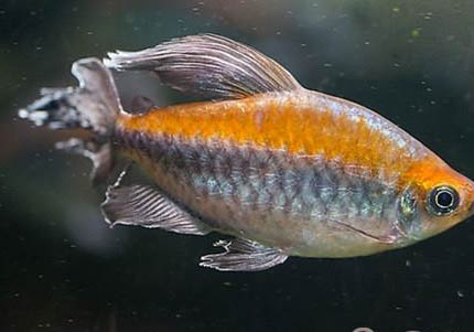 夜釣魚不開口怎么辦