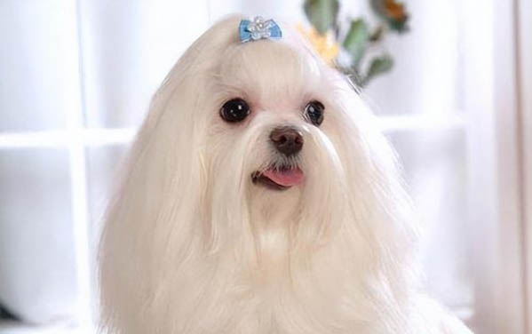 有哪些狗狗作為導盲犬