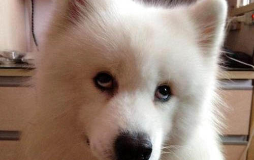 薩摩耶幼犬一直叫怎么辦