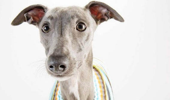 惠比特犬與細狗的區別
