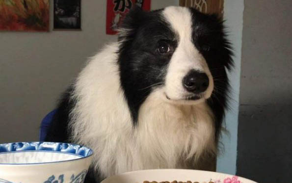 邊牧犬如何飼養?