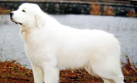 大型犬都有哪些？