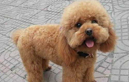 泰迪犬為什么總是讓人打噴嚏?
