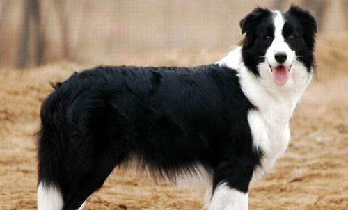 怎么訓練蘇格蘭牧羊犬聽話