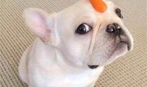 狗狗便便硬的說明什么