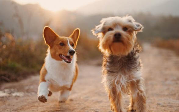 馬犬第一窩小狗能留嘛