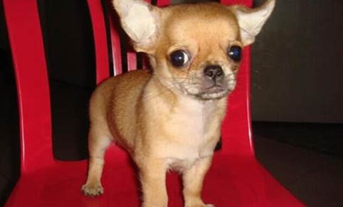 吉娃娃犬常見疾病及治療方法