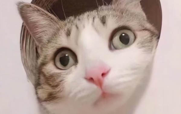 什么貓比較溫順