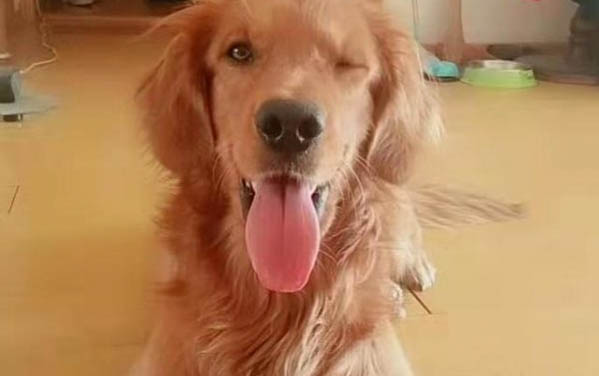 小狗急性腦炎的癥狀有哪些癥狀