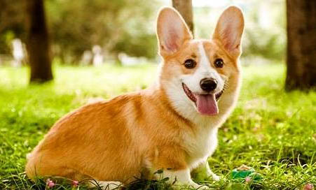 柯基犬為什么要剪尾巴