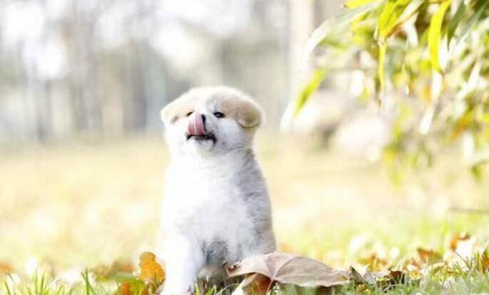 如何判斷幼犬幼犬幾個月了