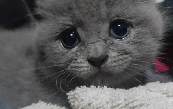 貓拉肚子能吃蒙脫石散嗎