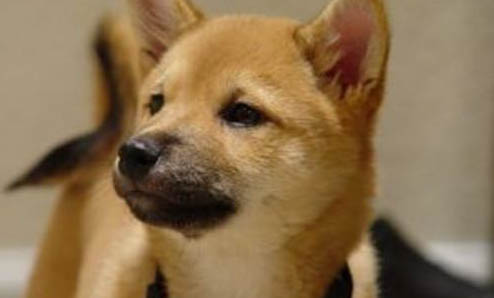 如何挑選幼犬?