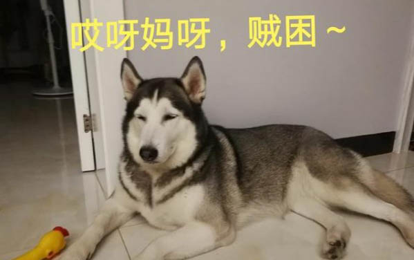 兩個月大的小狗感冒咳嗽,拉稀該怎么辦啊?