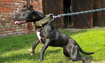 比特犬和藏獒哪個(gè)厲害?