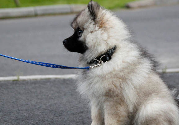 荷蘭毛獅犬來月經怎么處理方法