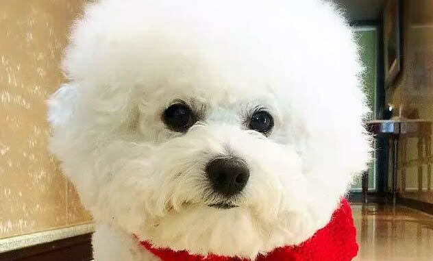 狗狗為什么一直得皮膚病呢