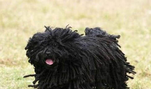 波利犬嘔吐白沫原因及處理方法