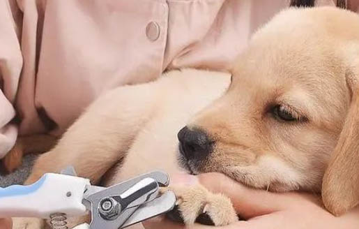 為什么不能剪狗狗胡子呢