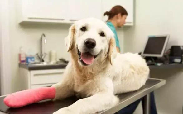 狗狗抽搐癥狀如何辨別犬瘟熱