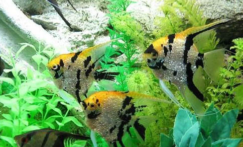 泡沫箱養(yǎng)魚之前要怎么處理