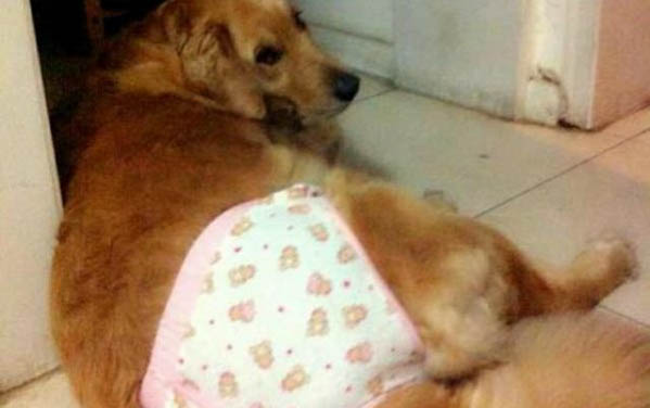 狗狗為什么會肛門腺發炎