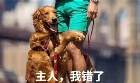 狗狗腳丫子爛了怎么回事