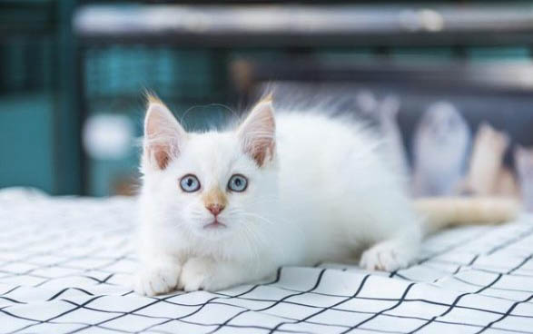 小貓為什么老是叫