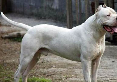 杜高和比特犬哪個厲害