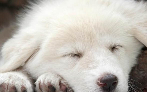 狗能吃芒果肉嗎