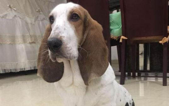 狗狗可以吃土豆？