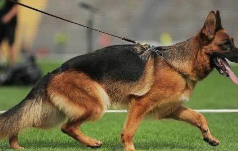 馬犬看家護院怎么樣
