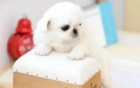 大狗如何配小狗的狗糧
