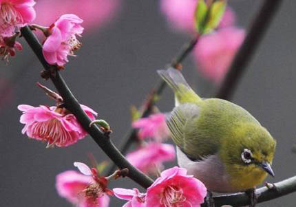 繡眼鳥平時要罩籠衣嗎？
