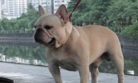 狗狗為什么缺鈣啊