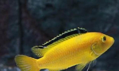 井水養(yǎng)魚怎么處理水