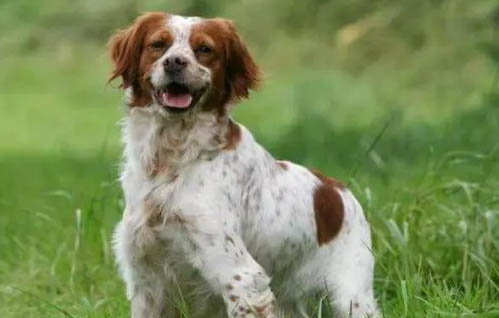 新斯科舍獵鴨尋獵犬吐清水了啥原因
