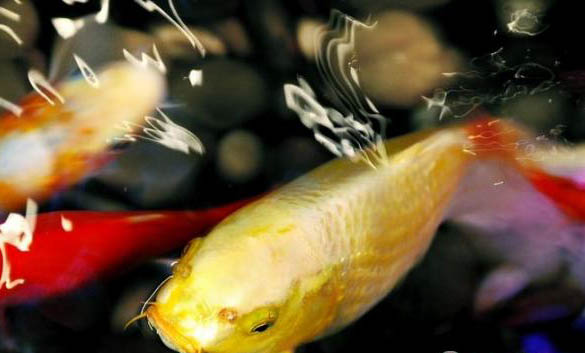 夏天養(yǎng)魚要注意什么