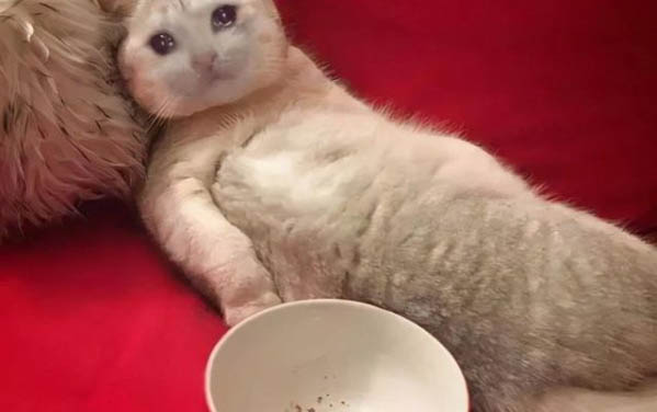 貓咪經常打噴嚏但精神很好